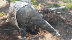 Выкорчевали пень черешни, своими руками и ногами.