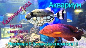 Калининград. Аквариум. Красота да и только! Музей мирового океана.