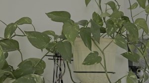 умный горшок