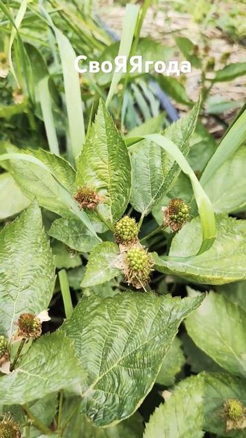 Натчез! Ранний сорт ежевики! #сад #дача #ежевика #огород смотреть онлайн