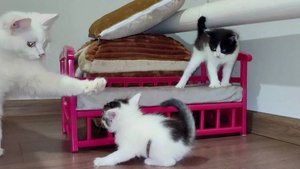 Два маленьких котенка. Котята играют. Милое кошачье семя.