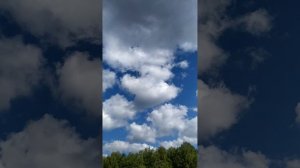 Птицы кричали и летали кругами