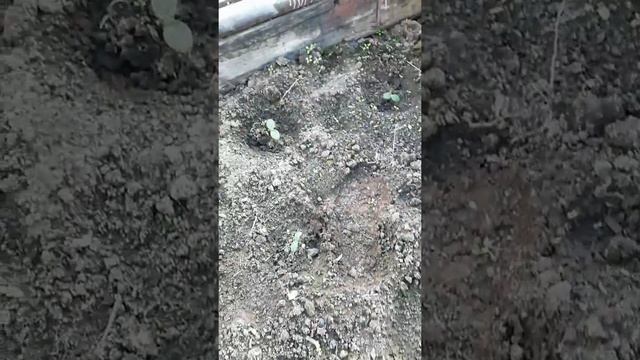 Пришла рано утром открыть теплицу. смотреть онлайн