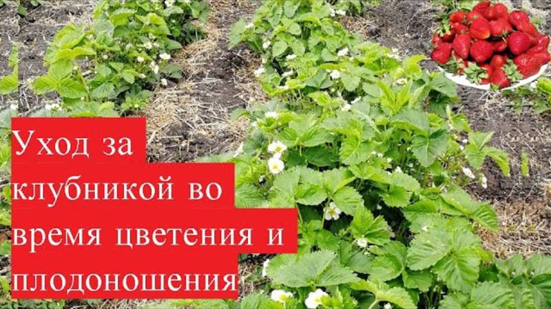 Уход за клубникой во время цветения и плодоношения