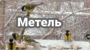 Пташечки, жёлтые рубашечки