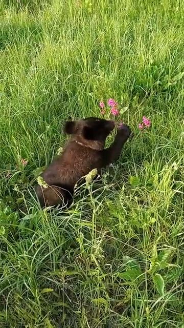МЕДВЕЖОНОК НАШЕЛ ЦВЕТОК-МЕДОНОС. смотреть онлайн