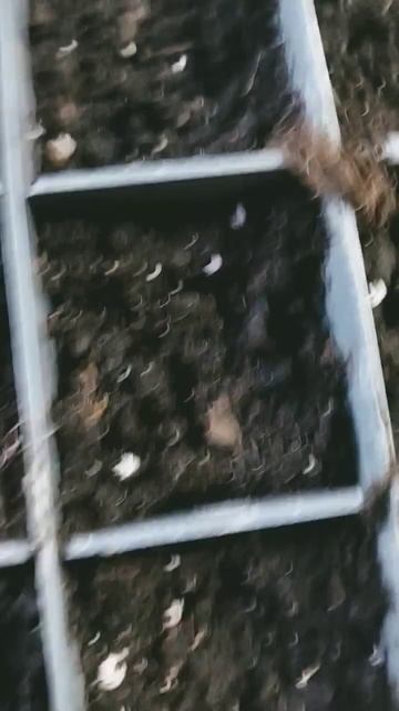 Быстро побежали в теплицу! Ранняя капуста всходит! смотреть онлайн