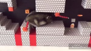 Хомяк марио