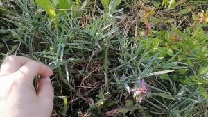 Многолетники и однолетники из семян 2 часть