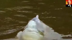 Редкое зрелище_ красота и величие амазонского розового дельфина