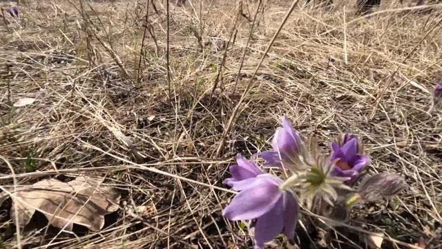 Усинский курган смотреть онлайн