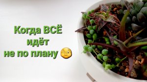 316. Цветы. Когда ВСЁ идёт не по плану 🫣