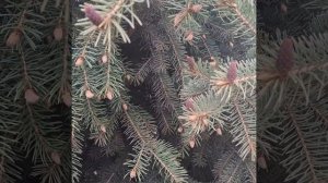 выбираем ель в питомнике