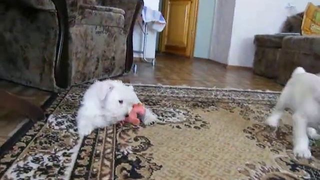 пацаны 006 смотреть онлайн