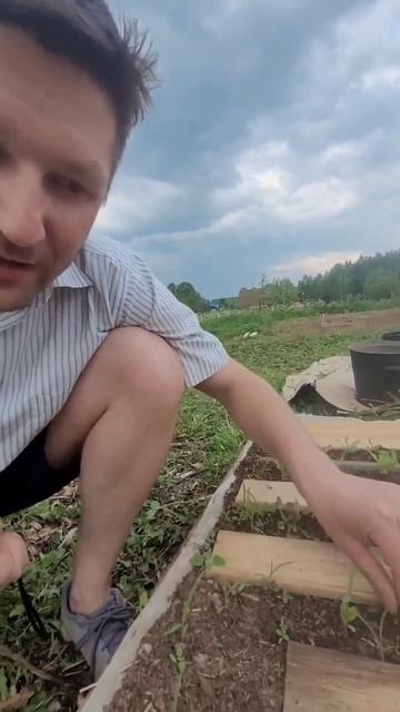 С таким способом посадки моркови прополка будет в рад? смотреть онлайн