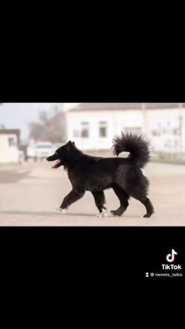 Ненецкая олененонная лайка (оленегонный шпиц, оленегонка)
