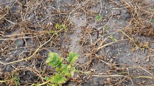 УРОЖАЮ КАРТОПЛІ НЕМАЄ,ОГЛЯД ГОРОДУ смотреть онлайн