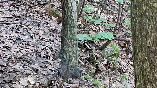 Рулет из свинины варёно-копчёный (орех из свинины) смотреть онлайн