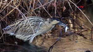 Орнитология: выпь