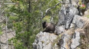 В Приморье показали пробуждение гималайских медведей / События на ТВЦ