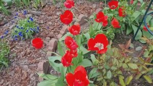 ПРОГУЛКА ПО ЦВЕТУЩЕМУ МАЙСКОМУ САДУ!🌷🌷🌷ЛЕНИНГРАДСКАЯ ОБЛАСТЬ.