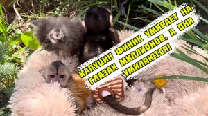 Алексагина показывает погибающего капуцина и называет это милотой, 15 мая