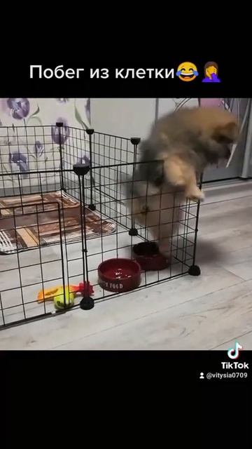 Шпиц Макс пытается сбежать с вольера, после чего его пришлось убрать) мини видео смотреть онлайн