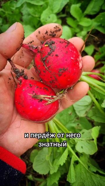 Лучшие семена редиса!! #сад #дача #огород #семена#дача