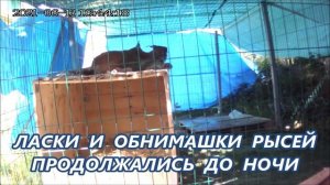 Рысь задушила самца в объятьях _Самка проверяет самца
