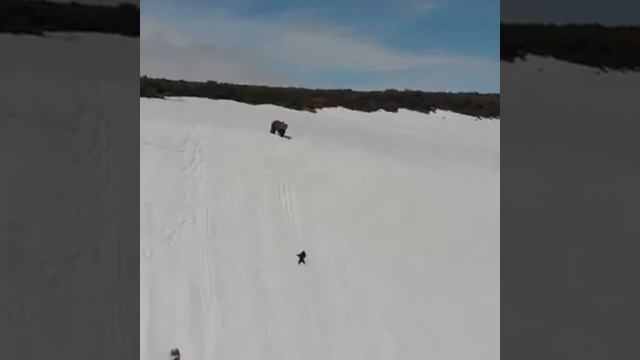 Медвежонок, который никогда не сдается
