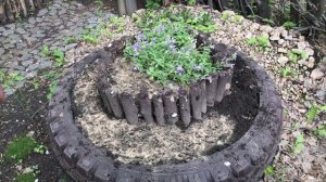 Выгуливаю кошку. Уход за обриетой. Сею алиссум и укроп с чесноком