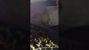 вяжем женские брюки на вязальной машине