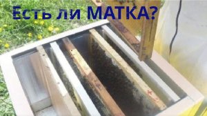 Есть матка или нет, надо убедиться, после деления семьи зароившихся пчёл на пасеке.