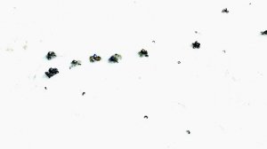 День Пингвина  зима 2016.