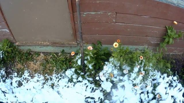 Лелька - горе животновод смотреть онлайн