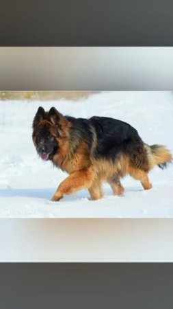 НЕМЕЦКАЯ ОВЧАРКА(ПРОЦЕС ЖИЗНИ)