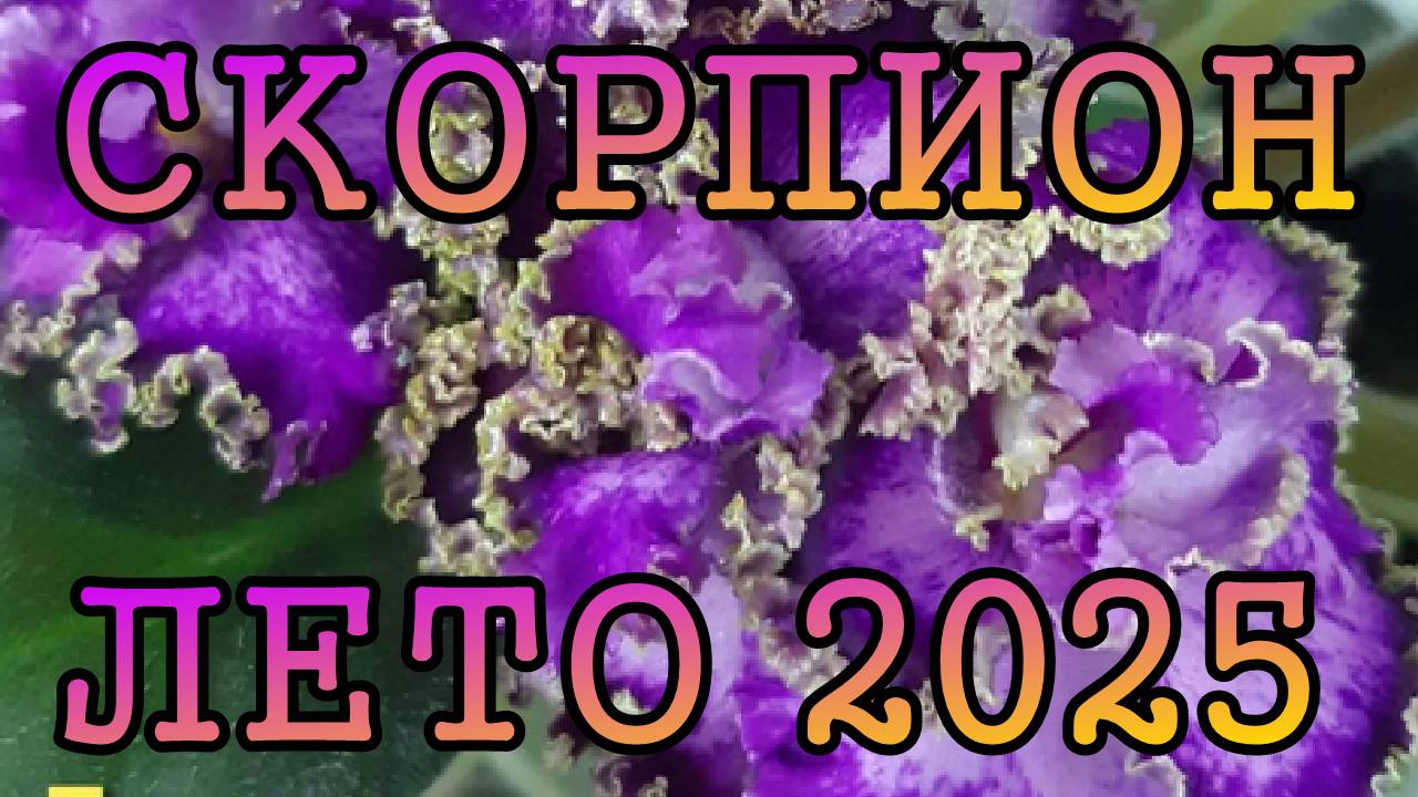 СКОРПИОН таро прогноз на ЛЕТО 2025 года (июнь, июль, август).
