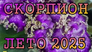 СКОРПИОН таро прогноз на ЛЕТО 2025 года (июнь, июль, август).