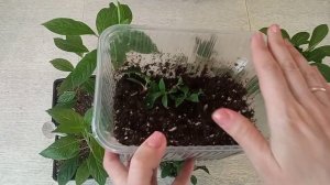 Деревянное черенкование метельчатых гортензий. Итоги