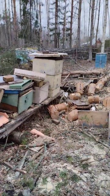 Дача. Пасека, Разбитый улей. смотреть онлайн