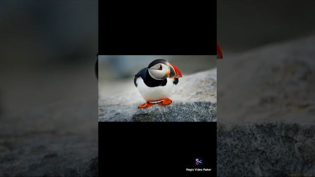 Прикольные птички смотреть онлайн