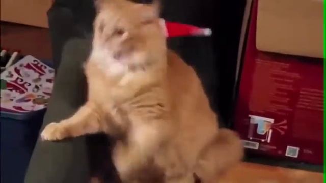 Прикольный кот смотреть онлайн