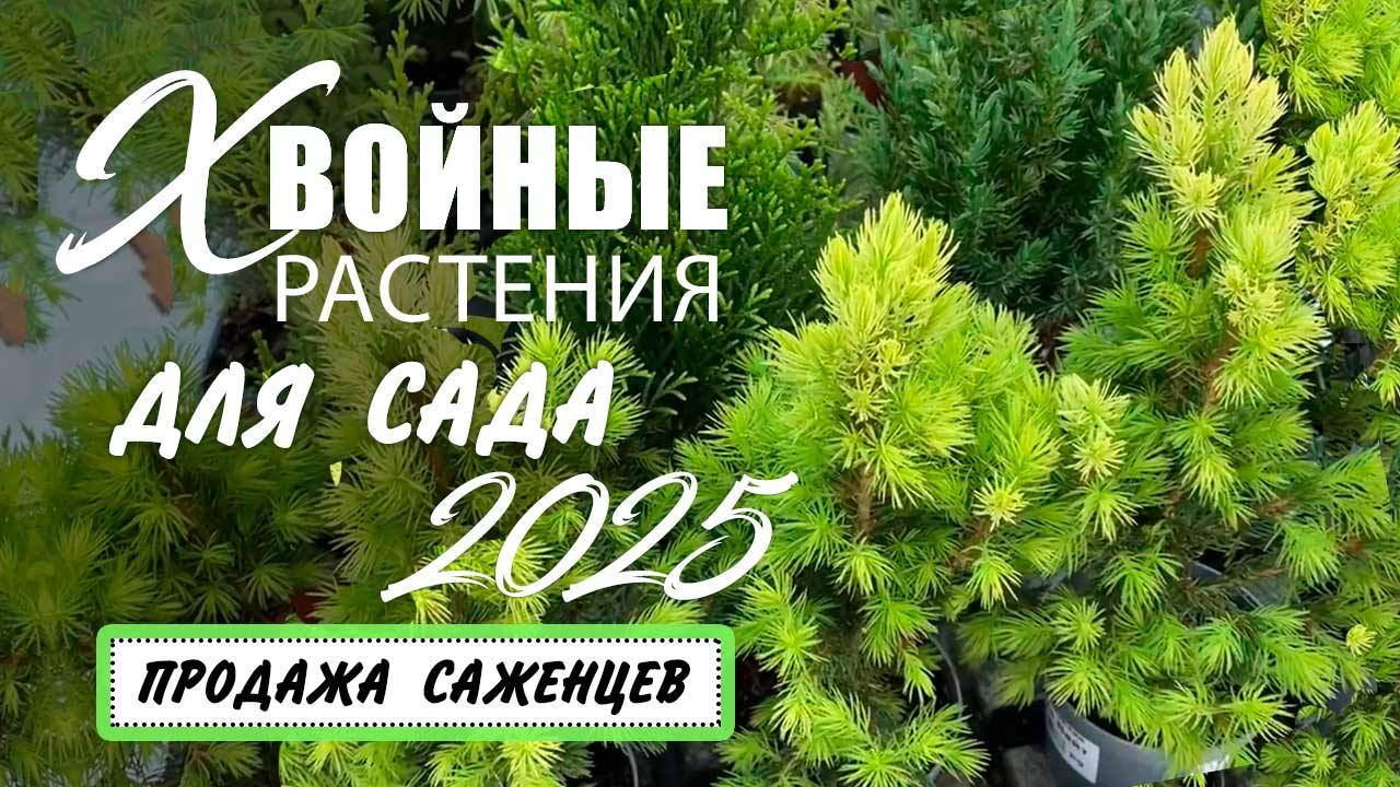 Хвойные растения для сада. Обзор и продажа саженцев смотреть онлайн