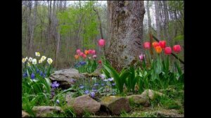 Сажая тюльпаны...Лидия Григорьева.