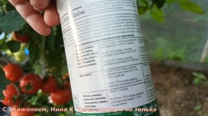 Опрыскай этим томаты в сентябре!Кладоспориоза и Фитофторы не будет!Собирай урожай помидор до морозов