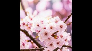 Безмятежность - музыка для медитации