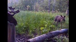 Проверка фотоловушек. Реальный тест фотоловушки НС-801А.