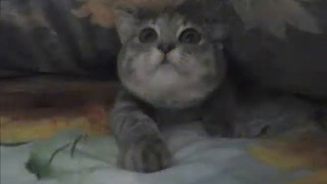 Моя кошка смешные фото