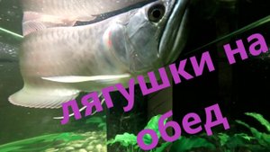 Лягушки на обед