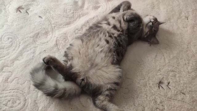 Спящий кот бесится.